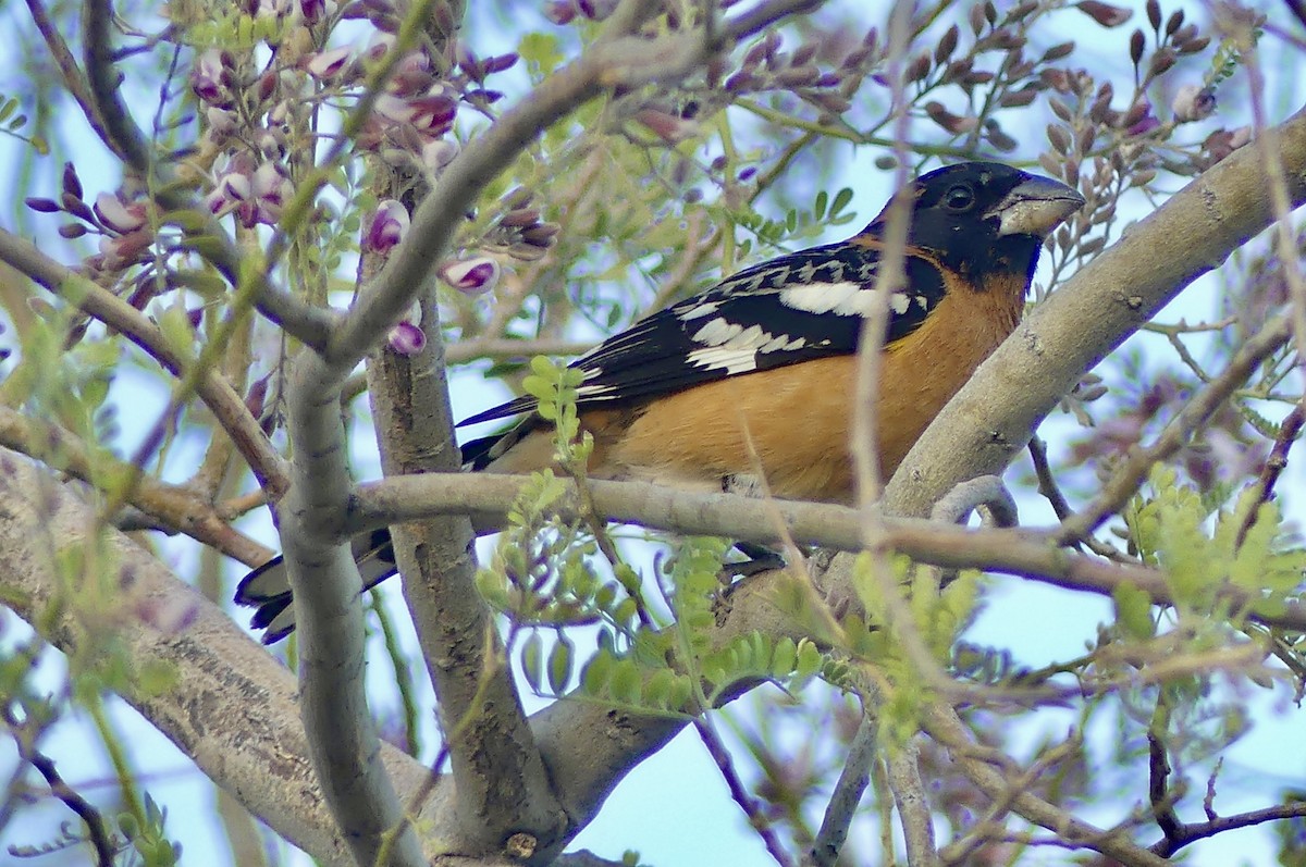 Black-headed Grosbeak - ML635219101
