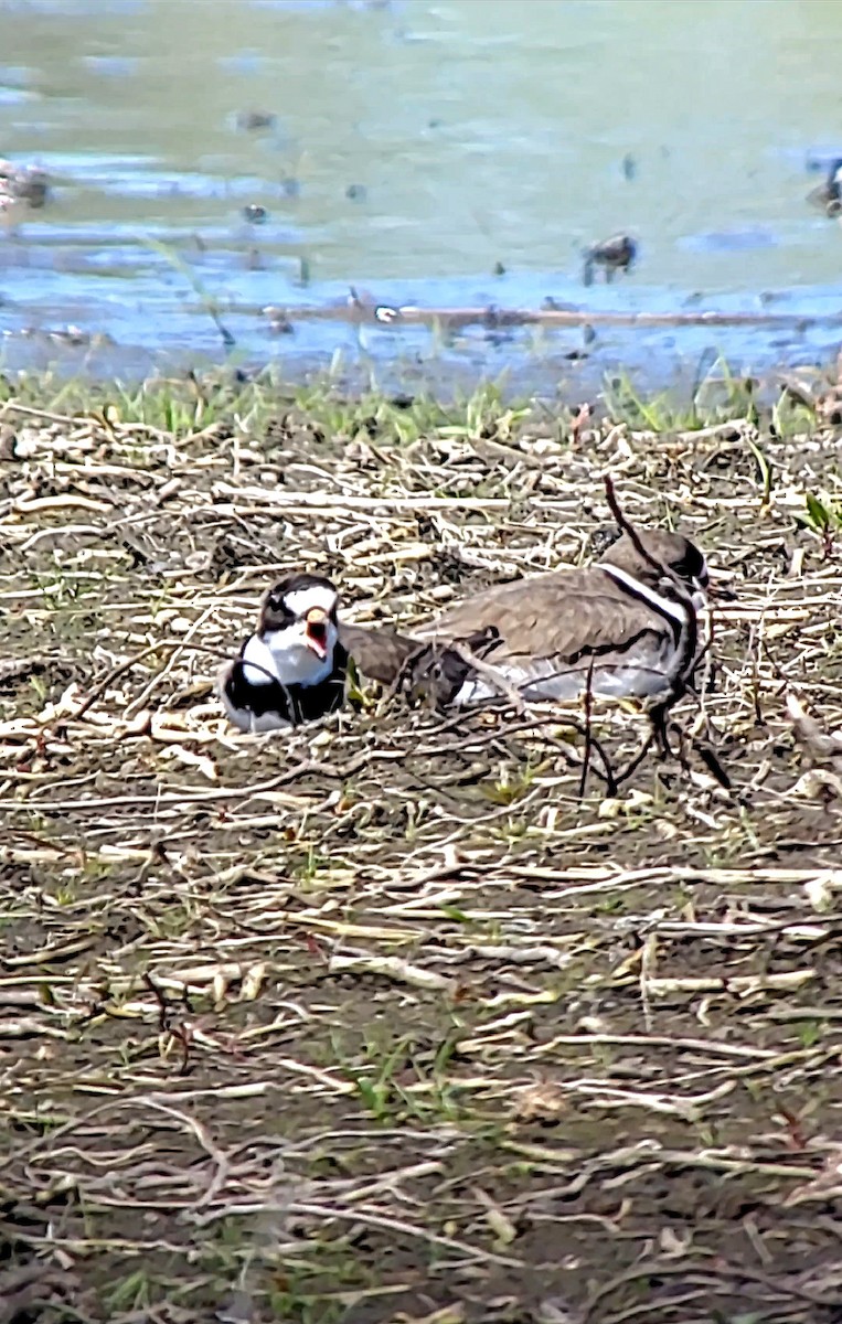 Semipalmated Plover - ML635219128