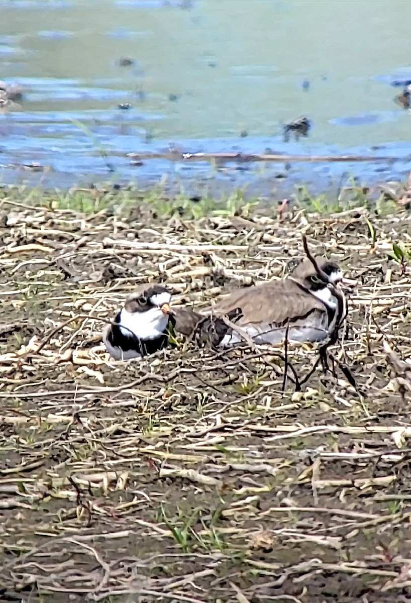 Semipalmated Plover - ML635219130