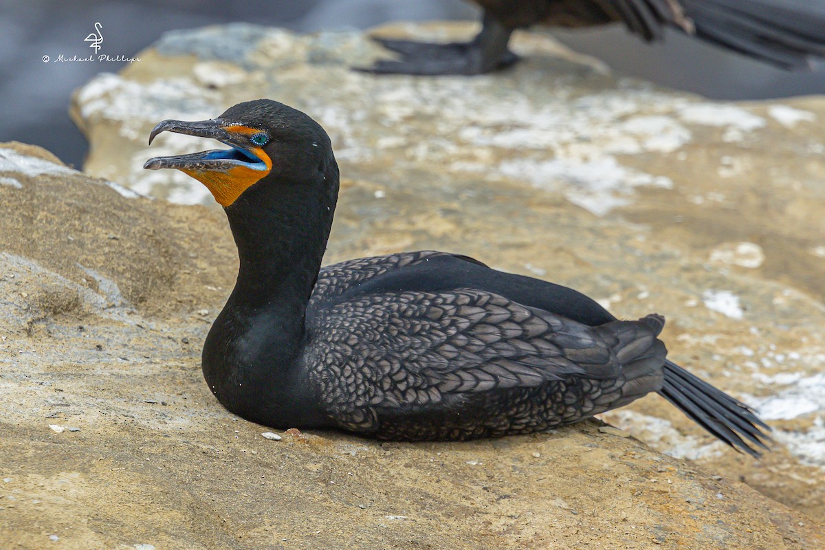 Double-crested Cormorant - ML635219132