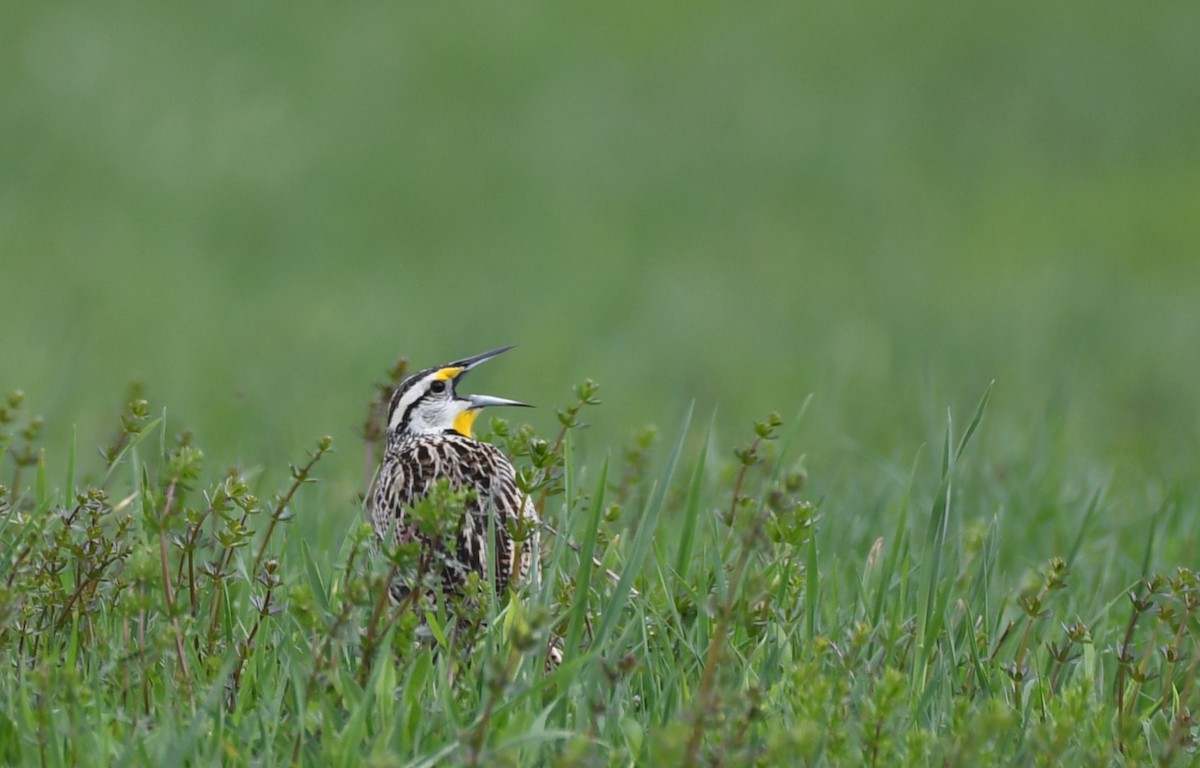 Eastern Meadowlark - Tim Schadel