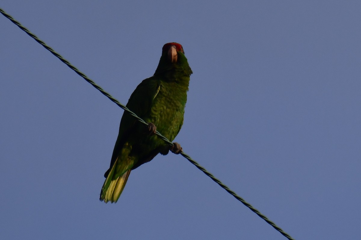 Red-crowned Amazon - ML635219504