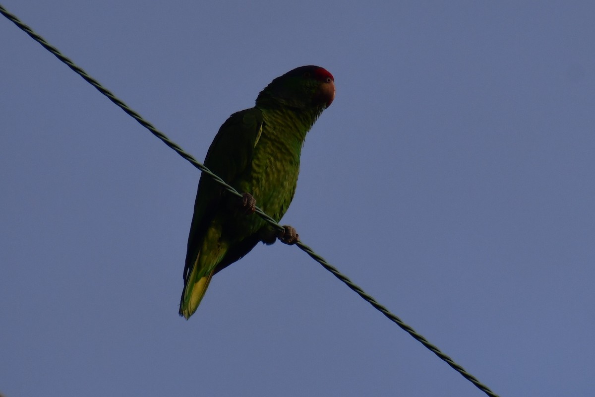 Red-crowned Amazon - ML635219505