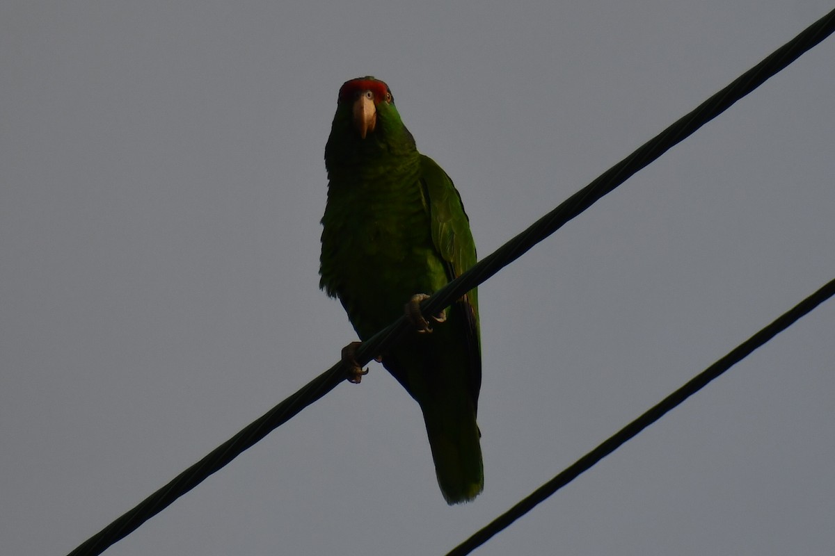 Red-crowned Amazon - ML635219506