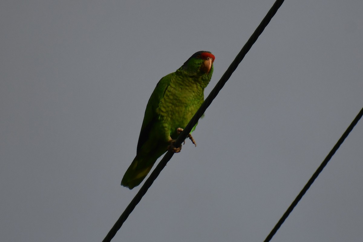 Red-crowned Amazon - ML635219507