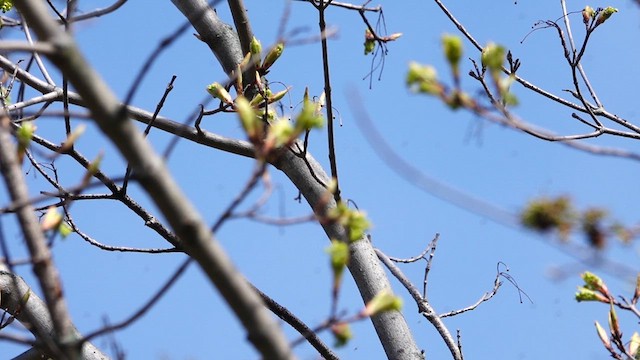 Prairie Warbler - ML635219530