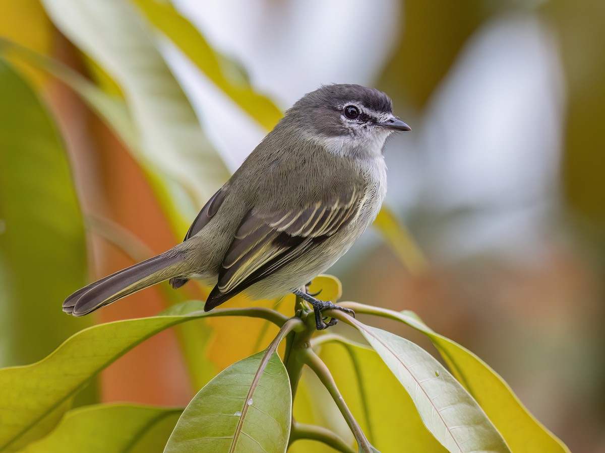 Spectacled Tyrannulet - Zimmerius improbus - Birds of the World