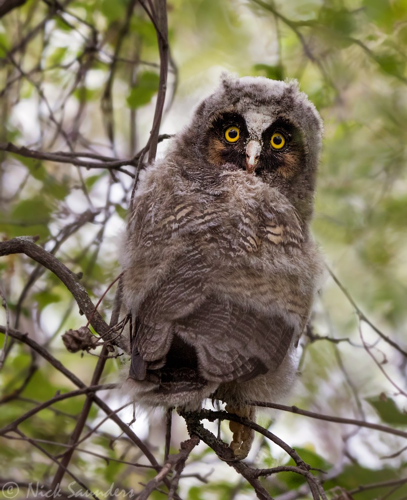 Long-eared Owl - ML63521961