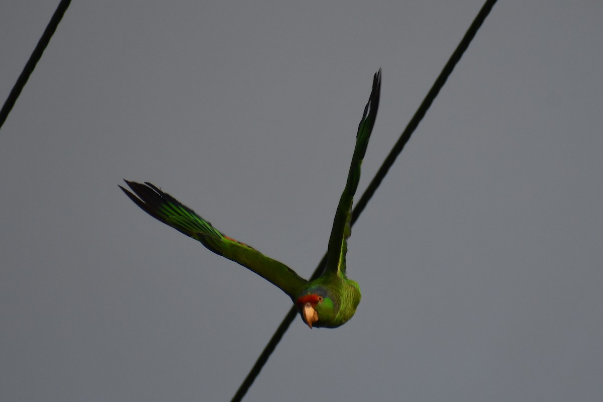 Red-crowned Amazon - ML635219614