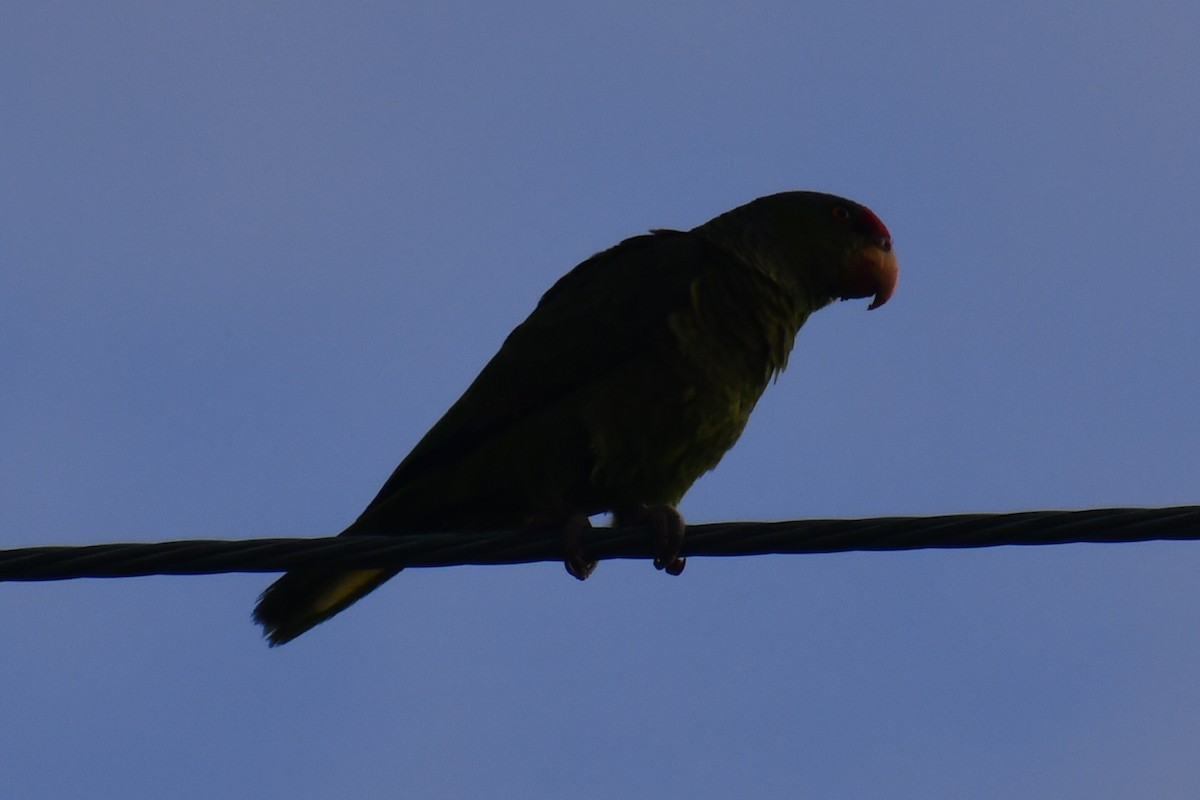 Red-crowned Amazon - ML635219615