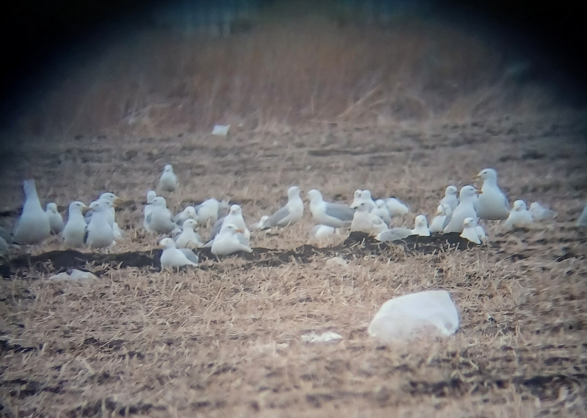 Iceland Gull (kumlieni/glaucoides) - ML635219775