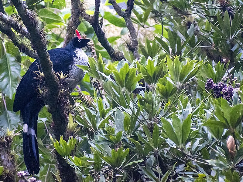 Horned Guan - ML635219792