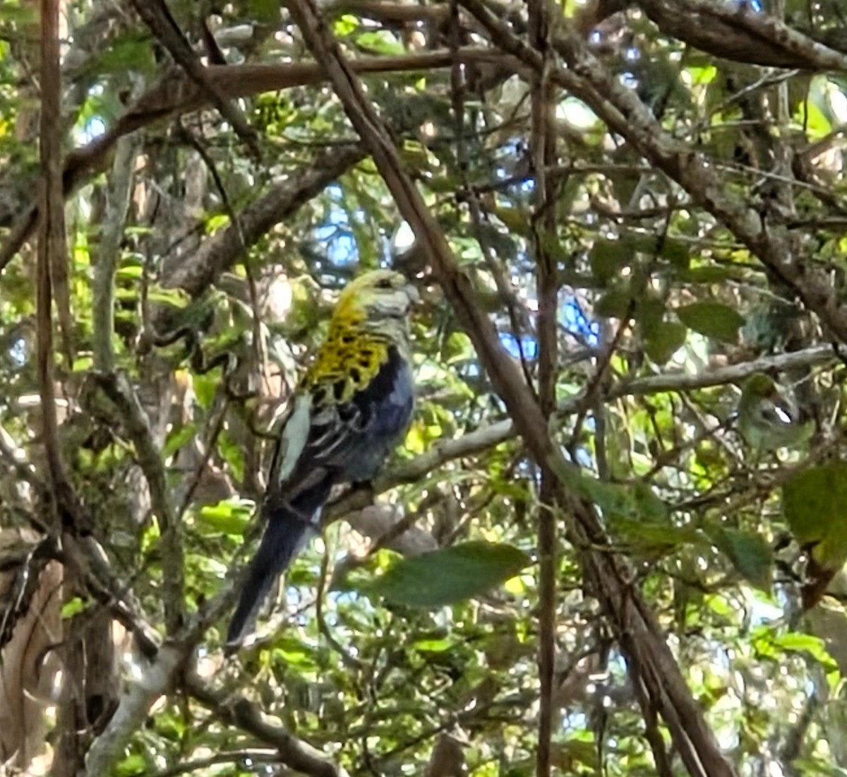 Pale-headed Rosella - ML635219806