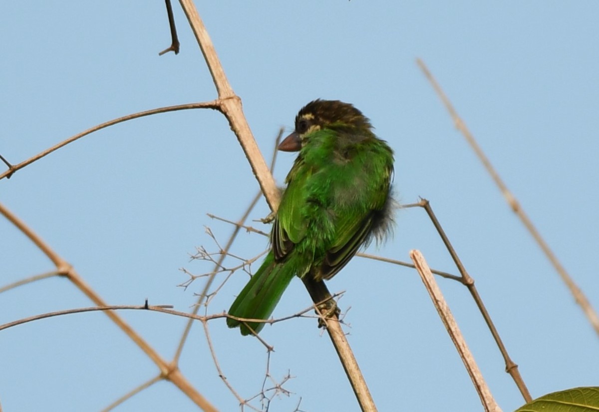 Grünbartvogel - ML635219913
