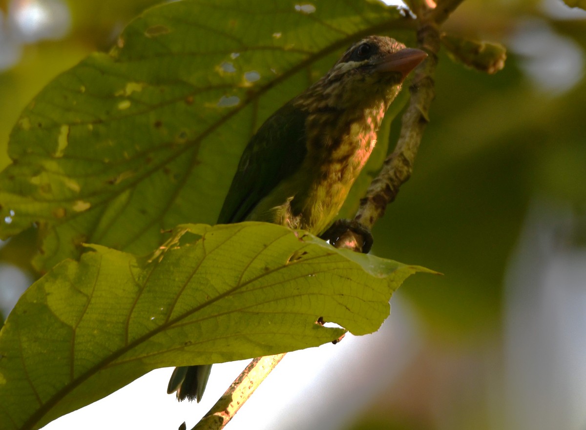 Grünbartvogel - ML635219917