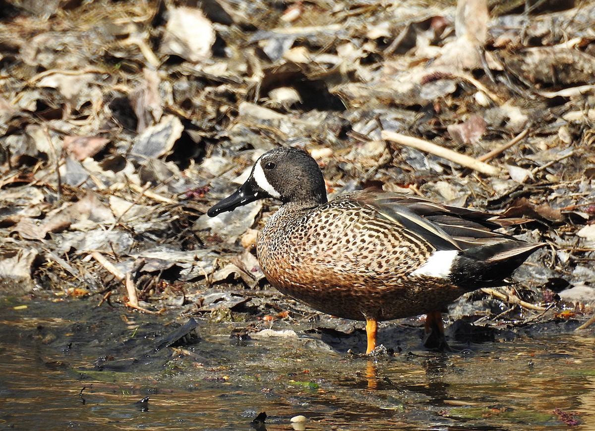 Blue-winged Teal - ML635219960