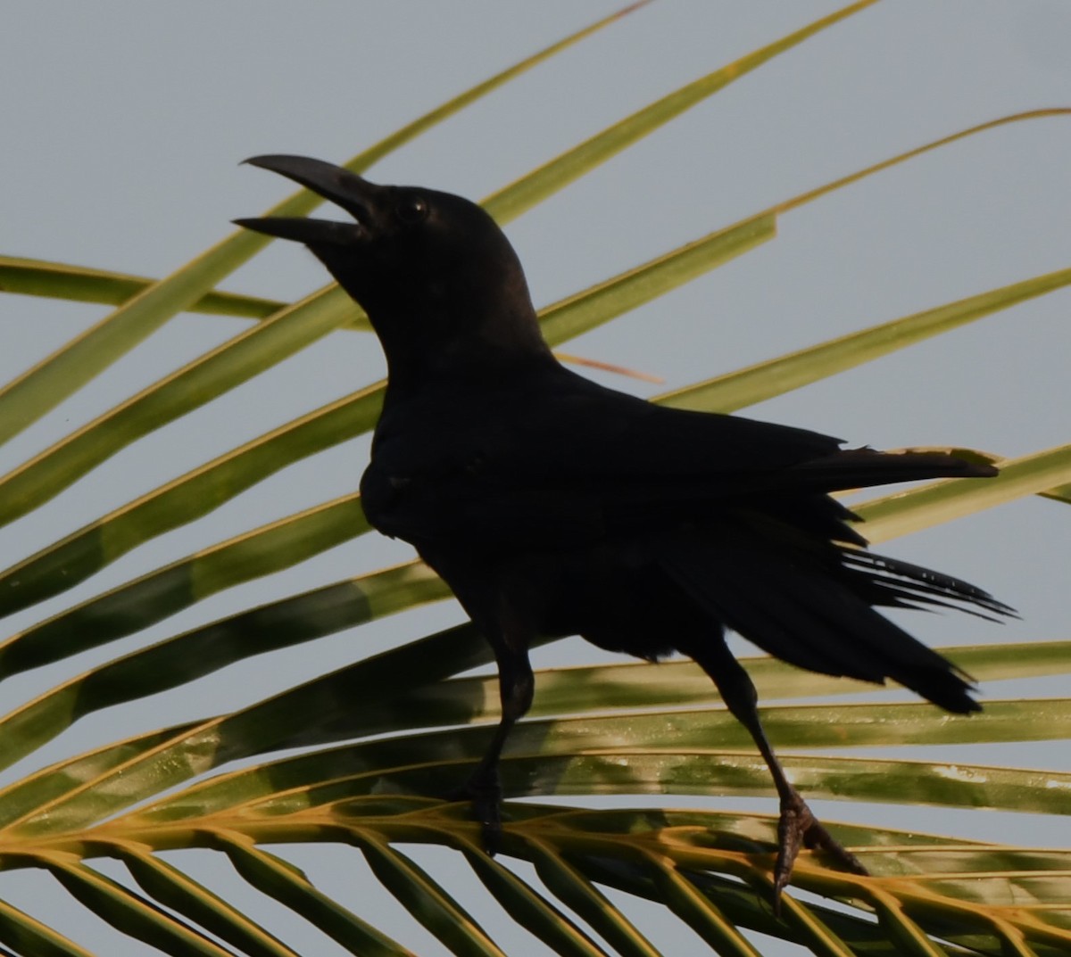 House Crow - ML635220021
