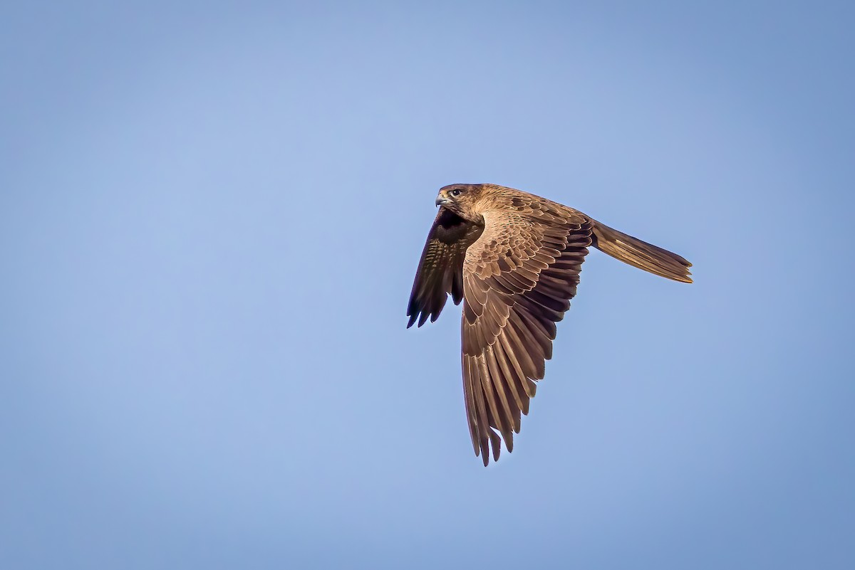 Black Falcon - ML635220042