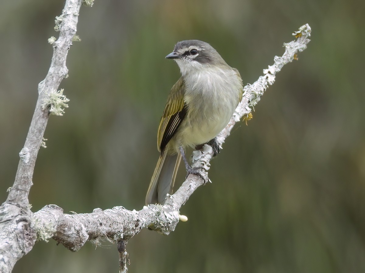 Venezuelan Tyrannulet - Zimmerius petersi - Birds of the World