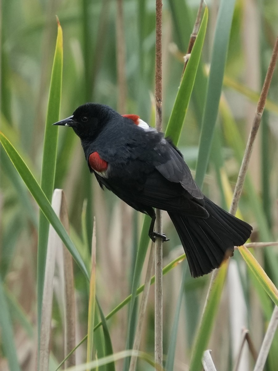 Tricolored Blackbird - ML635220275