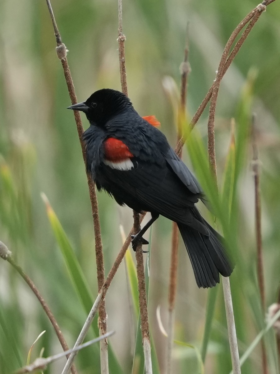 Tricolored Blackbird - ML635220276