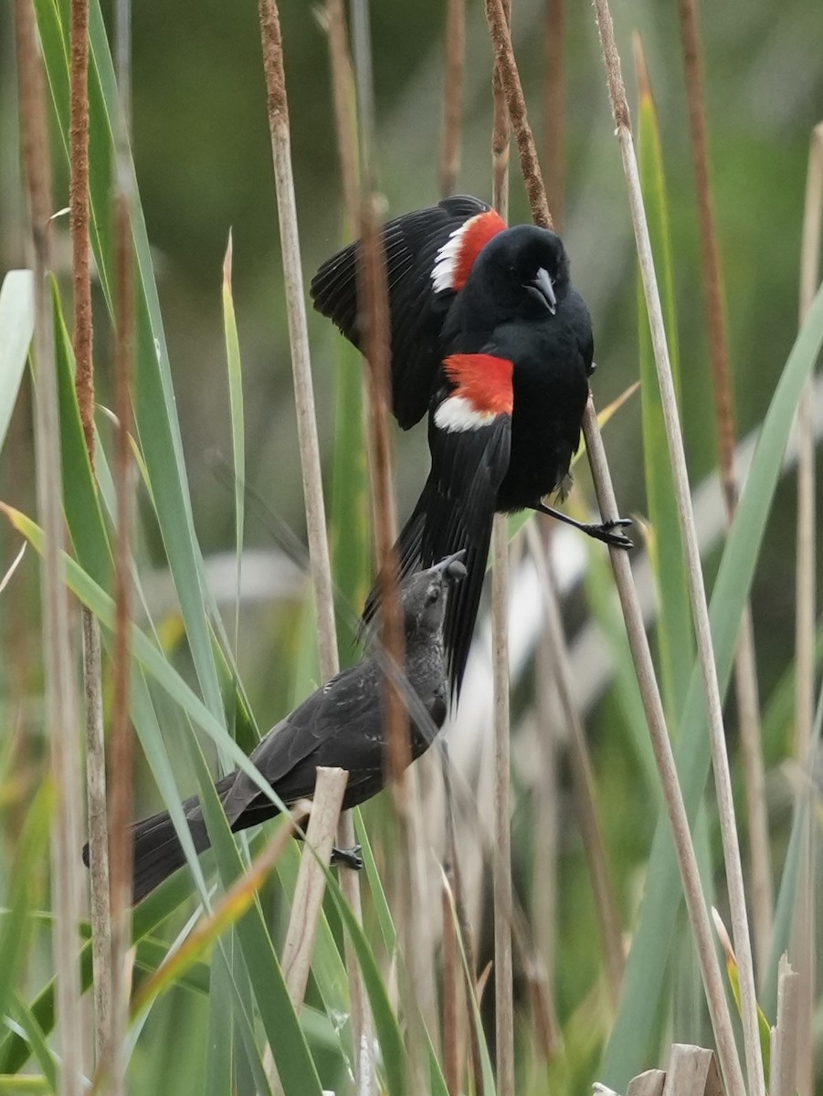 Tricolored Blackbird - ML635220278