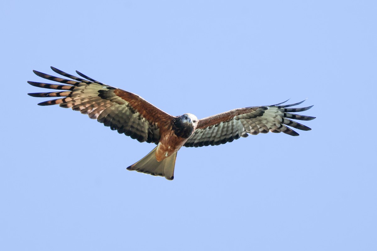 Square-tailed Kite - ML635220363