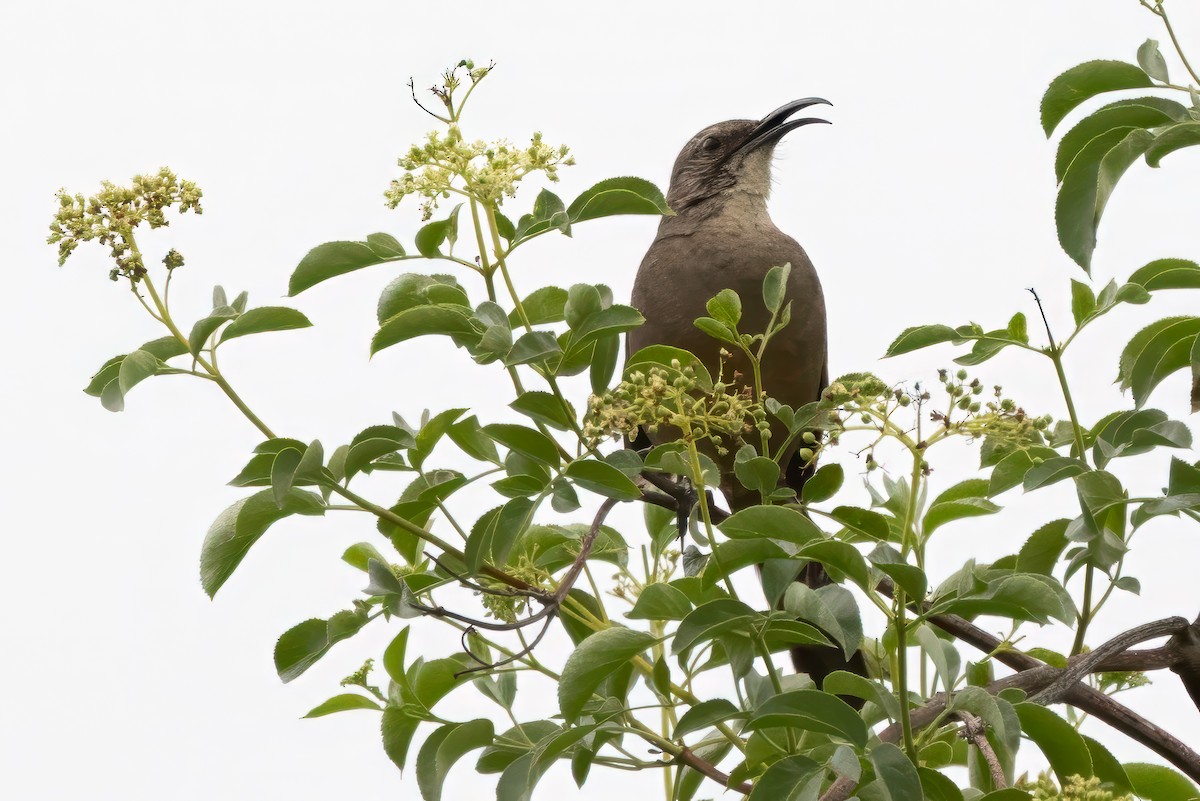California Thrasher - ML635220366
