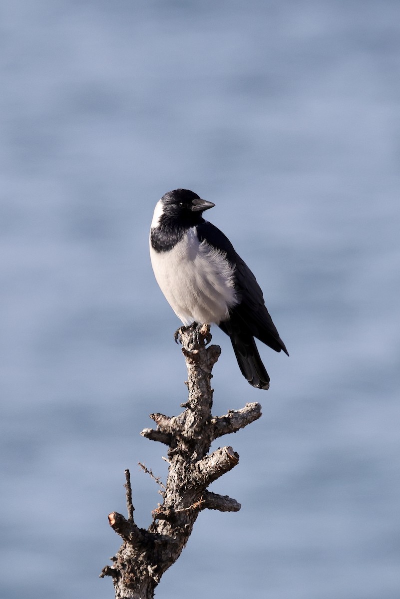 Даурская галка - ML635220489