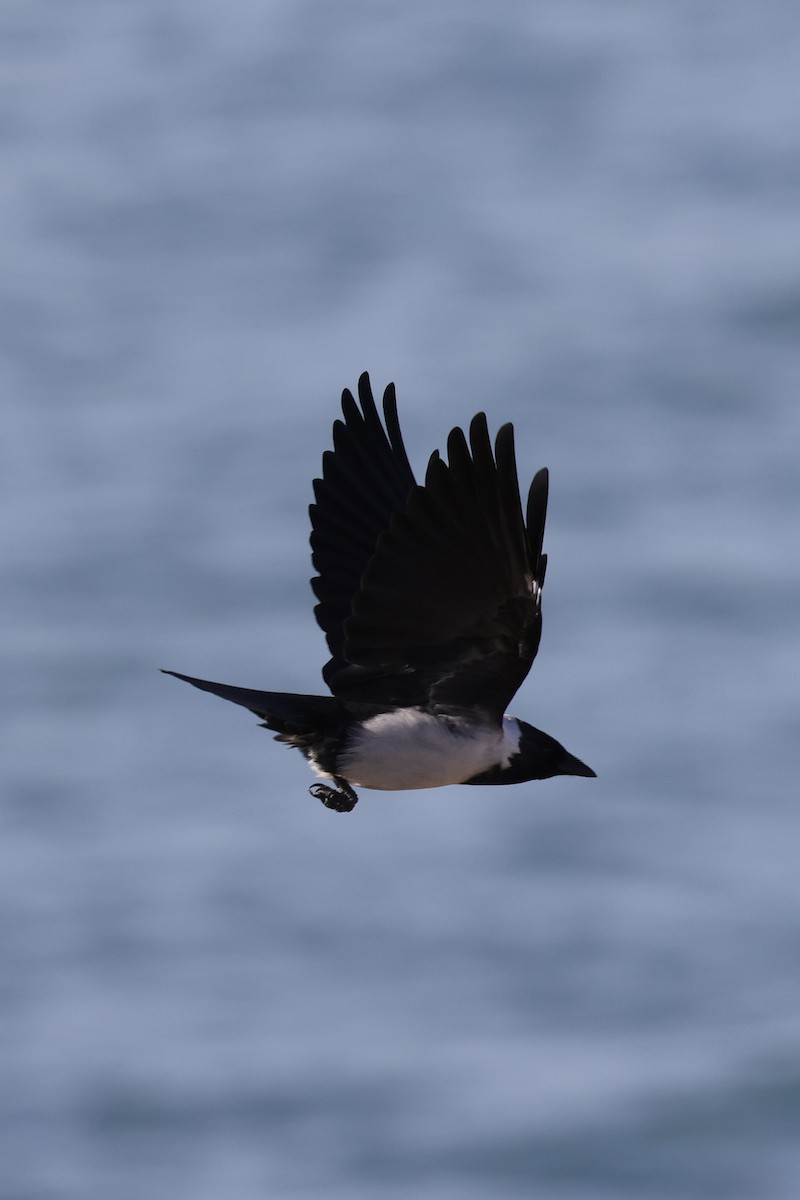 Даурская галка - ML635220490