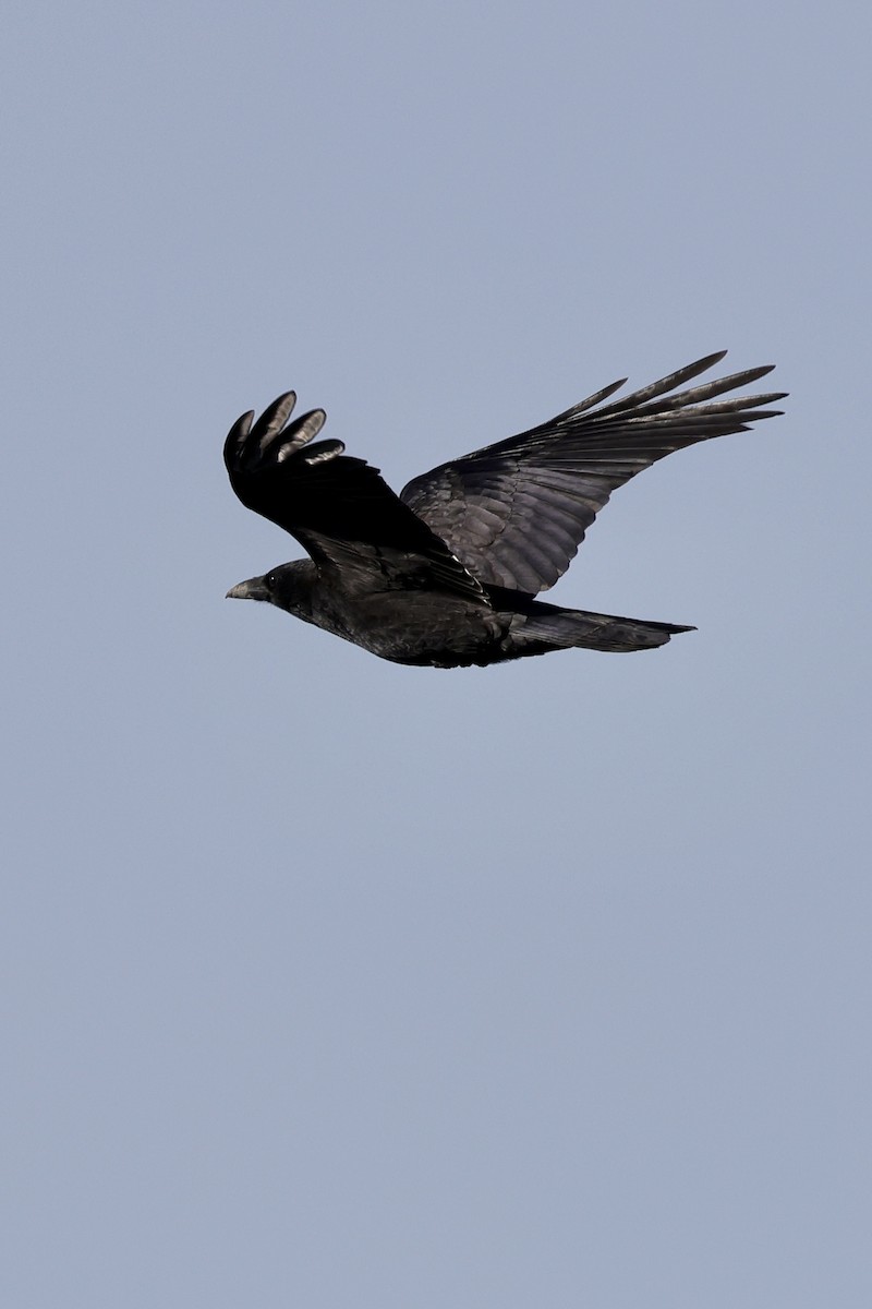 Чёрная ворона - ML635220498