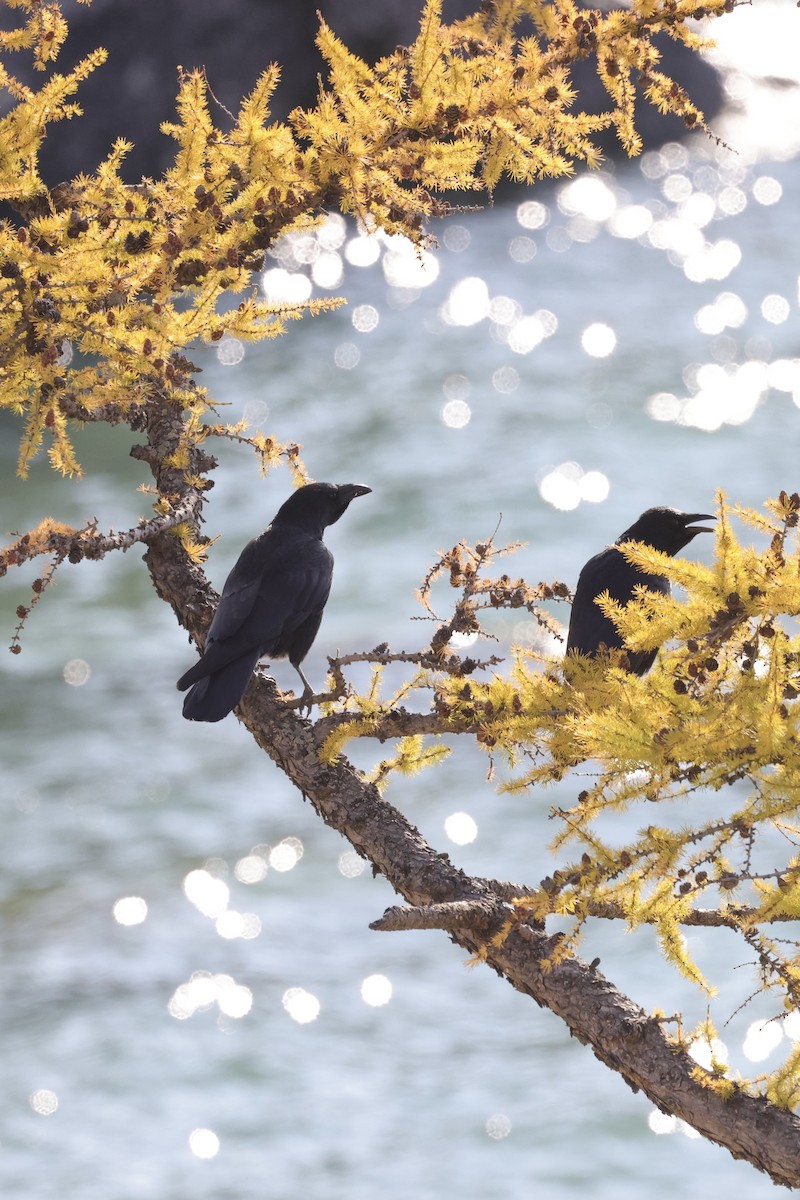 Чёрная ворона - ML635220499