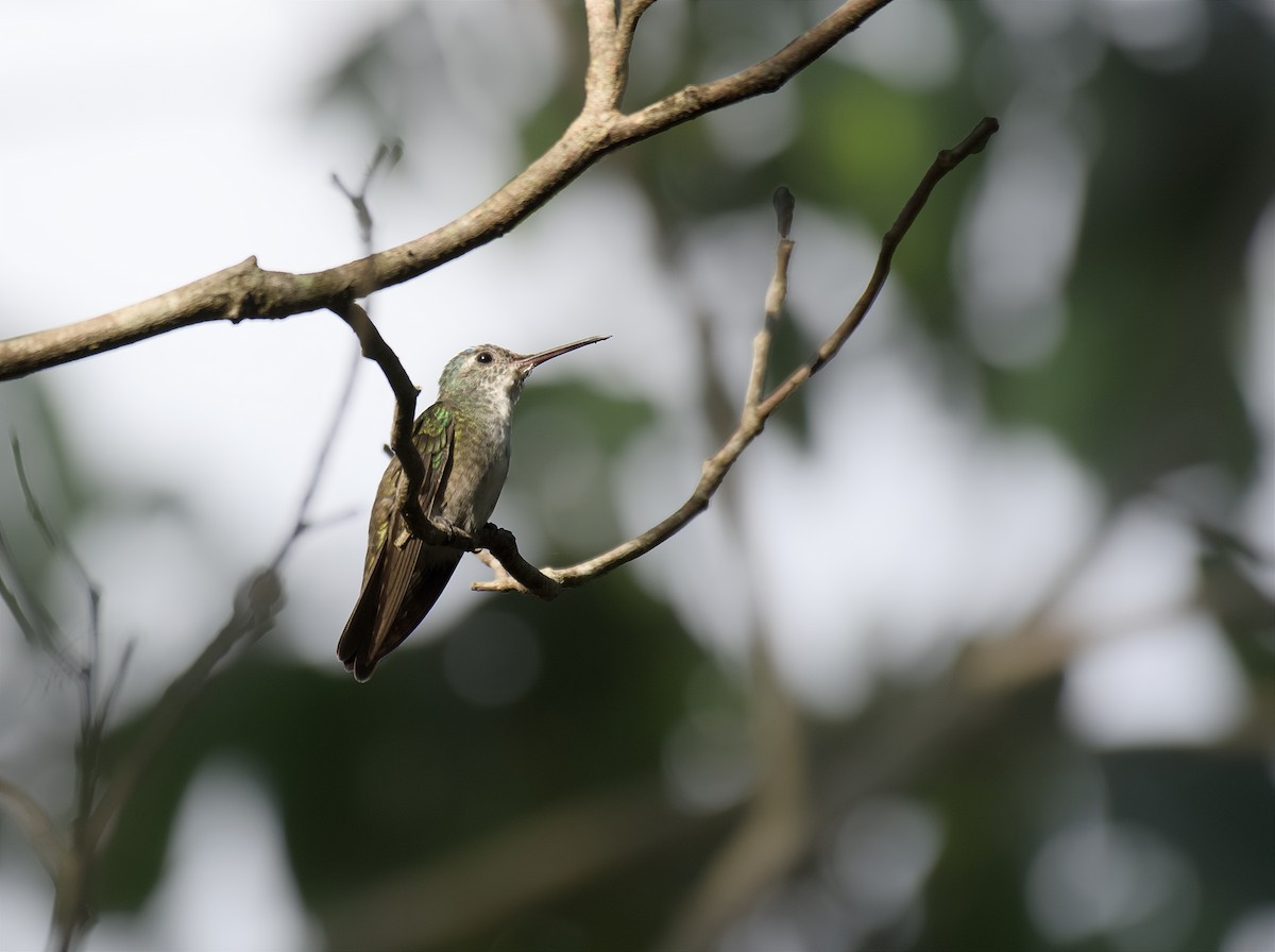 Azure-crowned Hummingbird - ML635220503