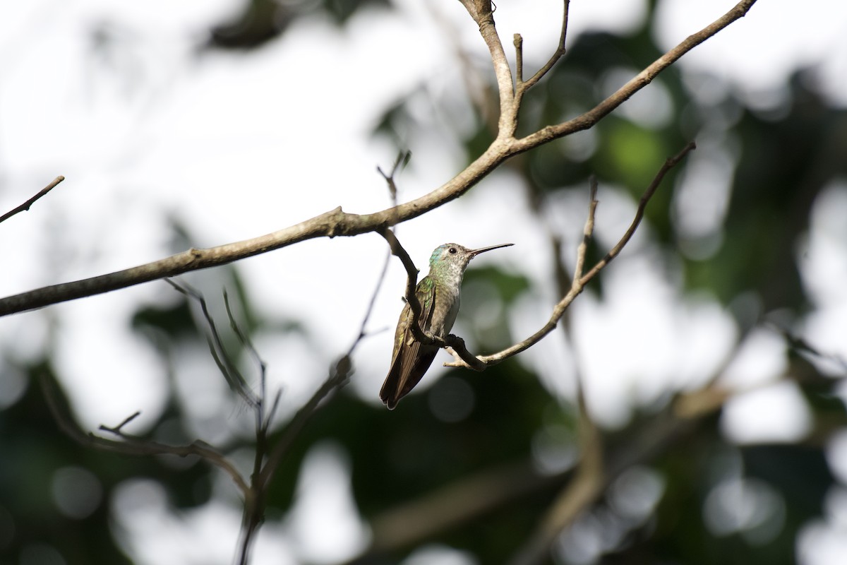 Azure-crowned Hummingbird - ML635220504