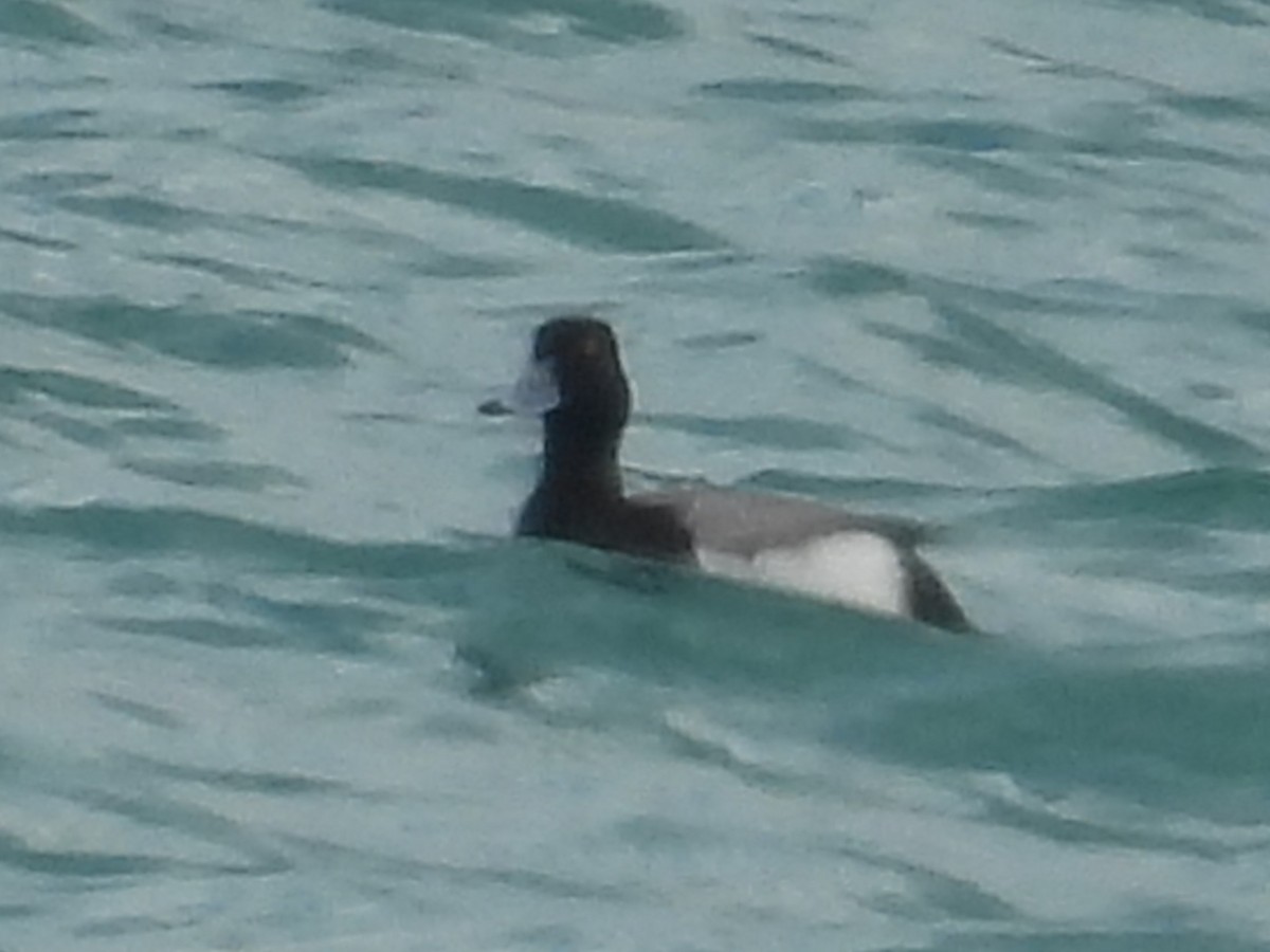 Greater Scaup - ML635220507
