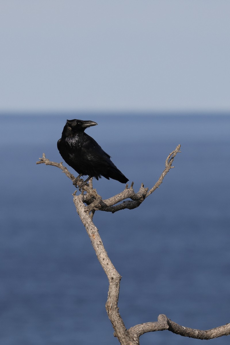 Ворон - ML635220511