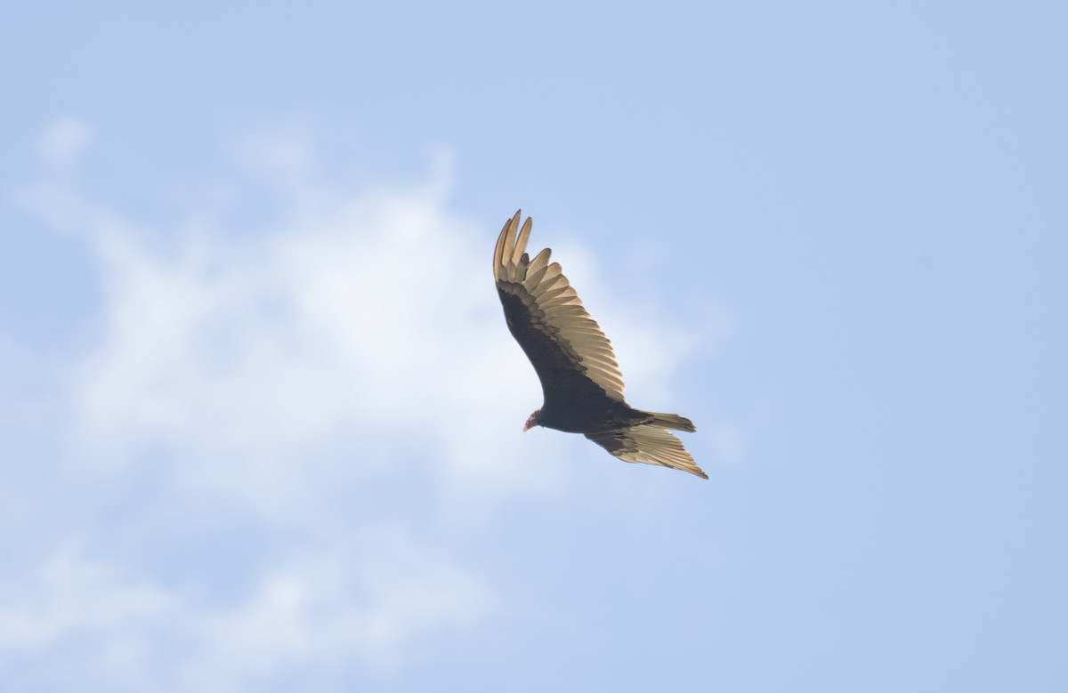 Turkey Vulture - ML635220512
