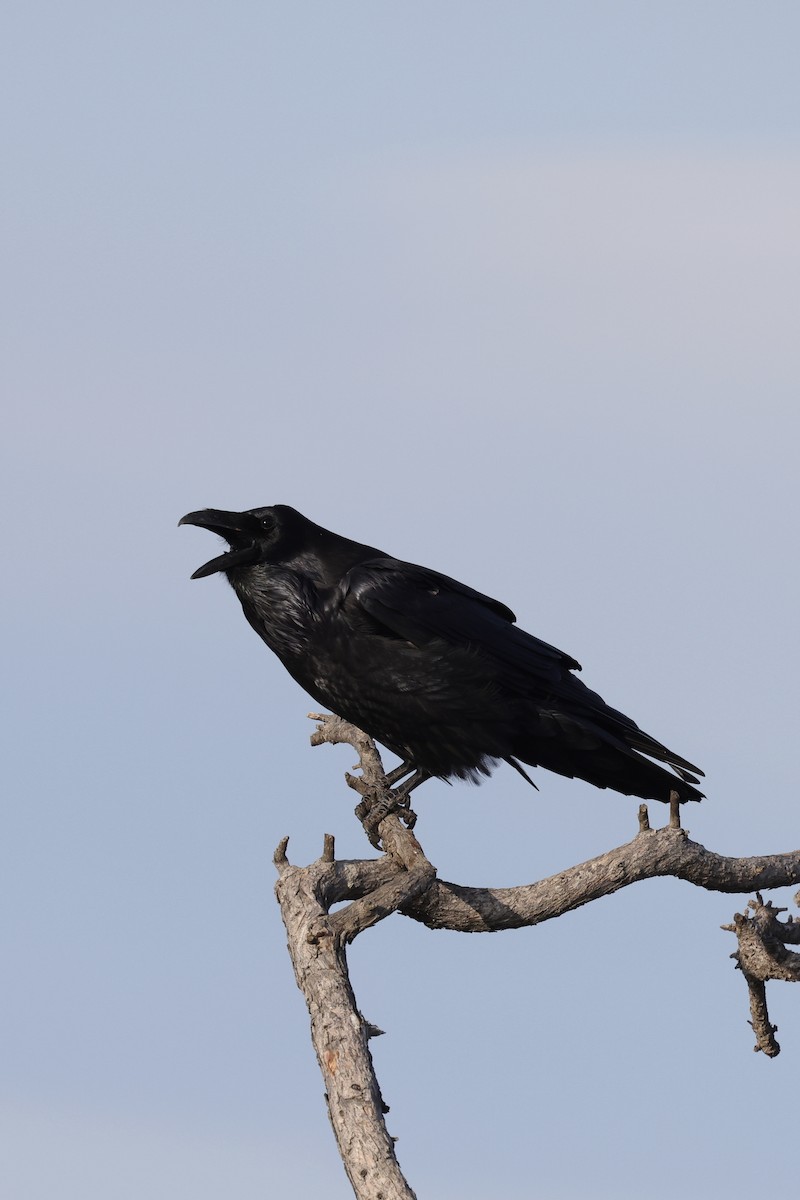 Ворон - ML635220513