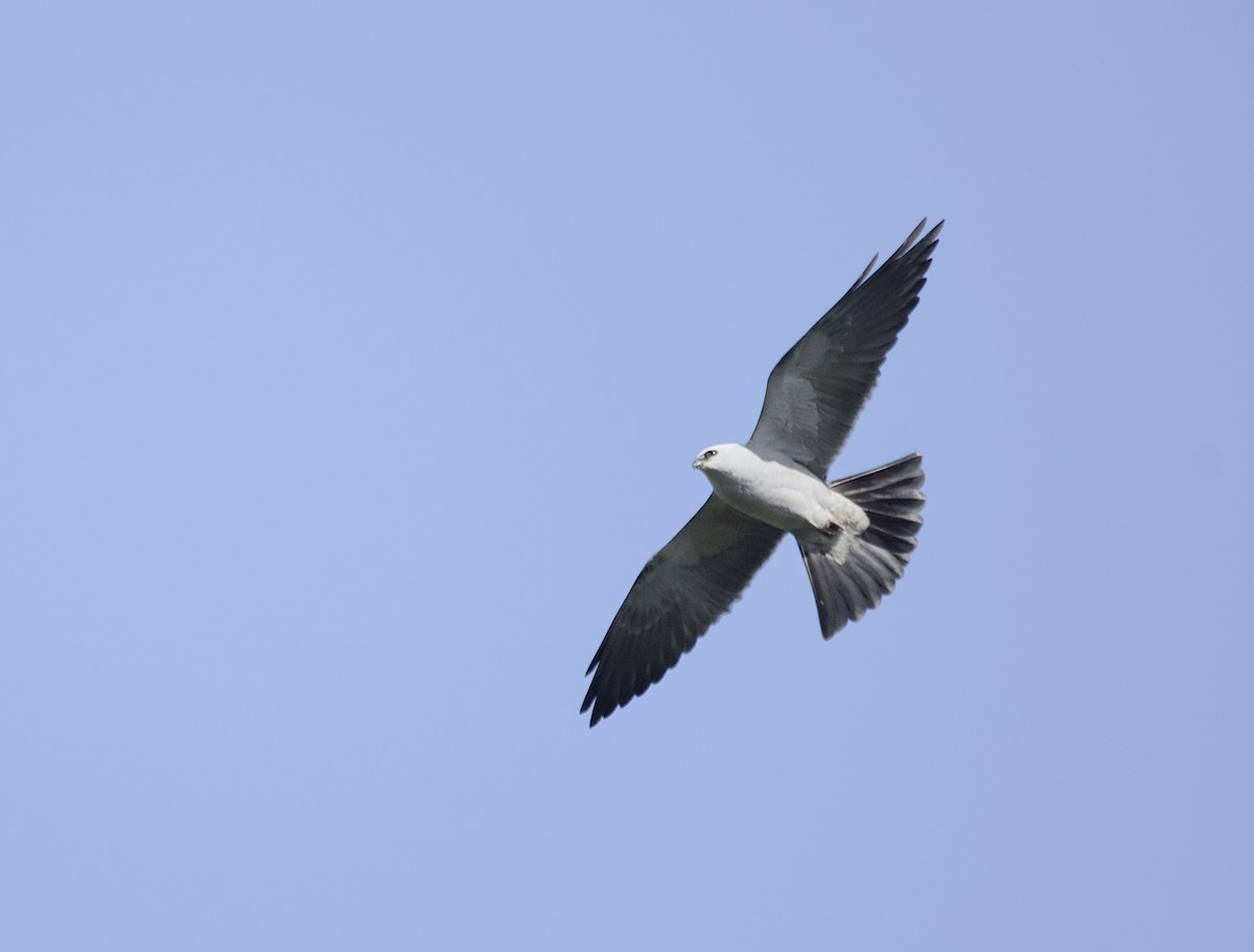 Mississippi Kite - ML635220533