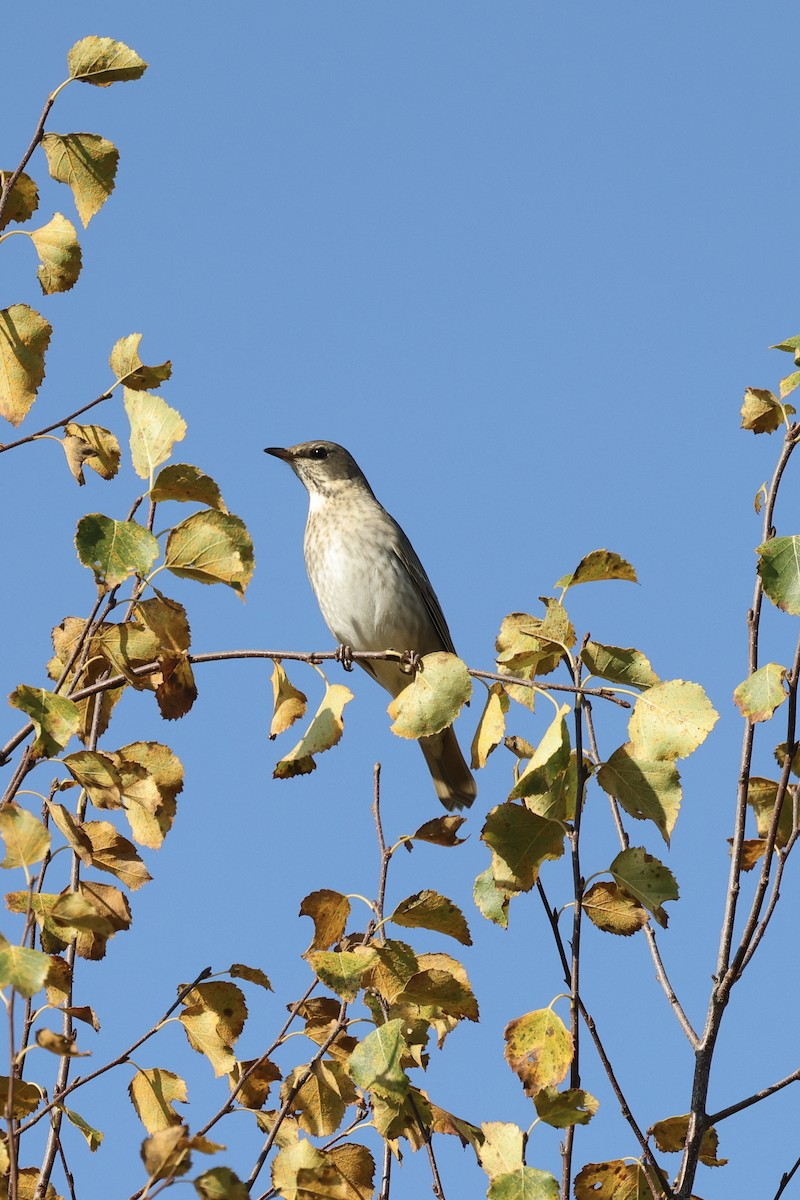 Краснозобый дрозд - ML635220536