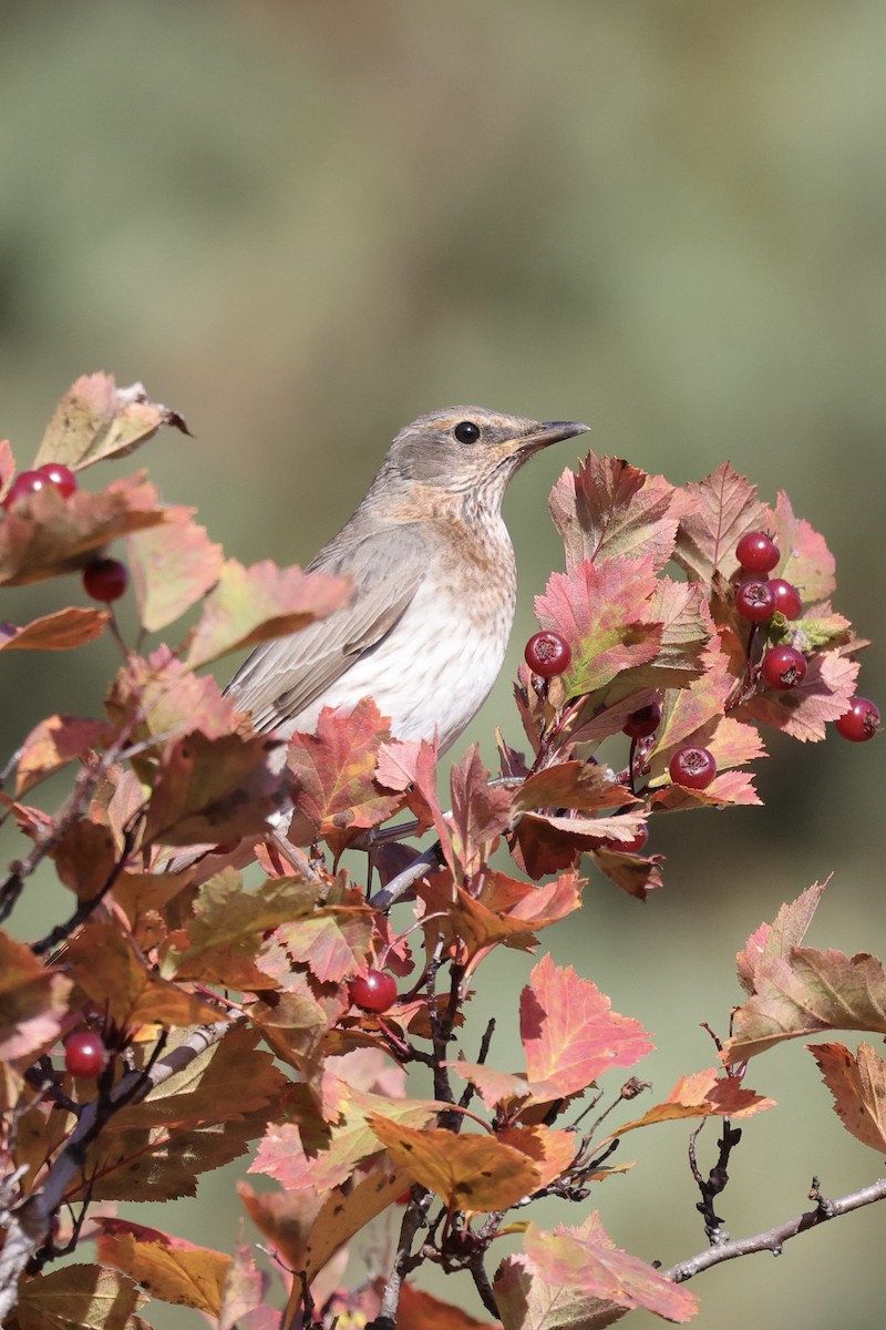 Краснозобый дрозд - ML635220537