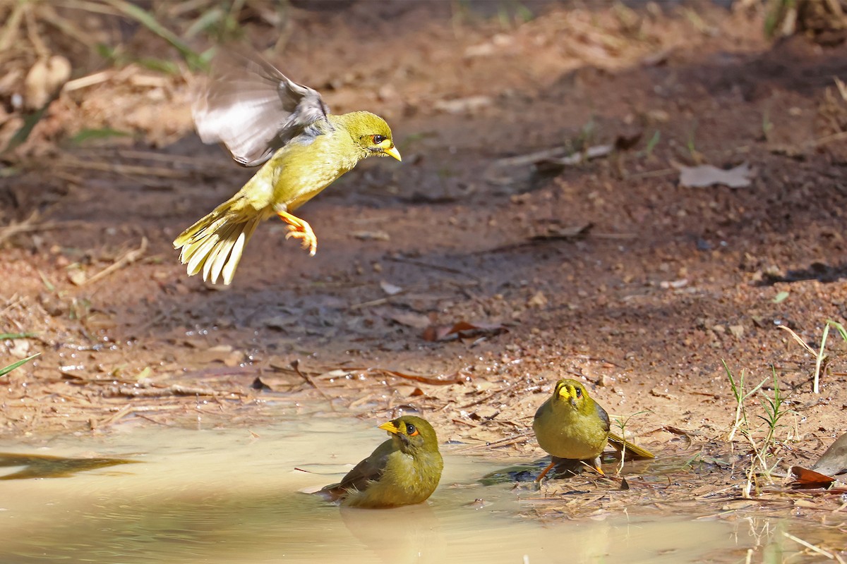 Bell Miner - ML635220553