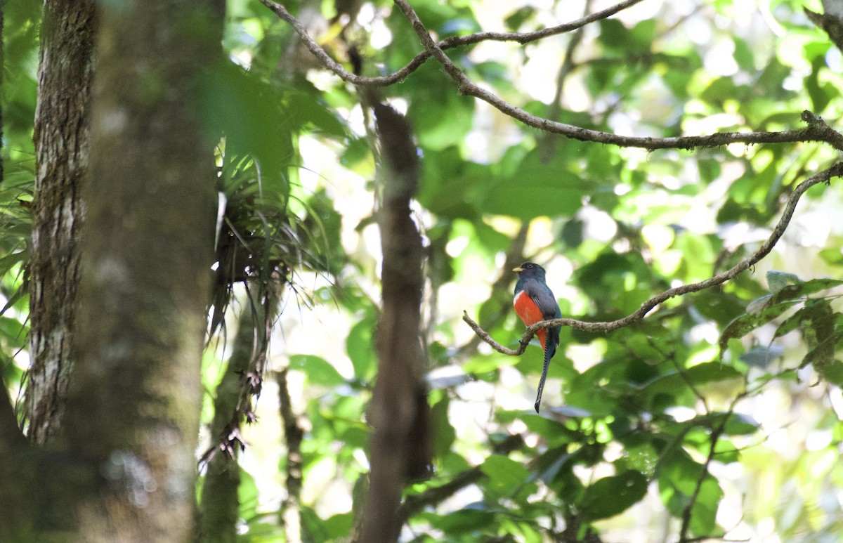 Collared Trogon - ML635220564