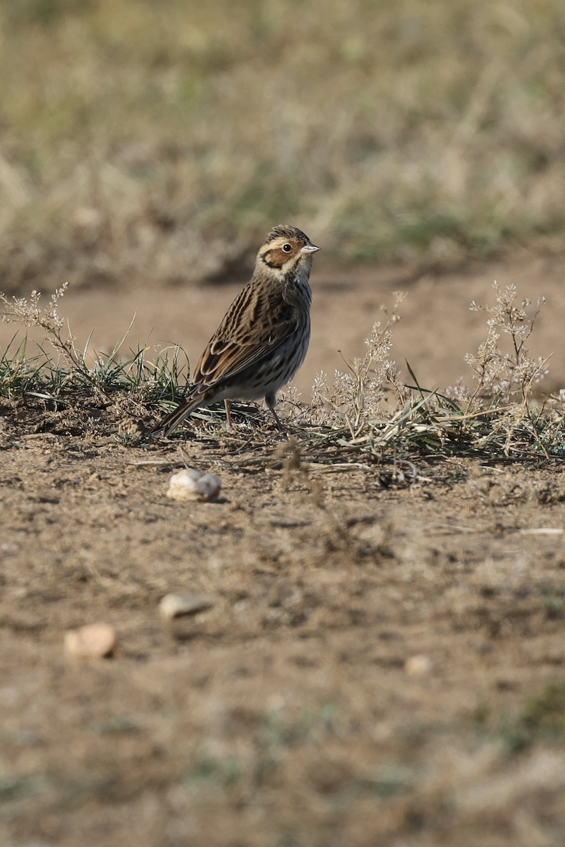 Овсянка-крошка - ML635220568