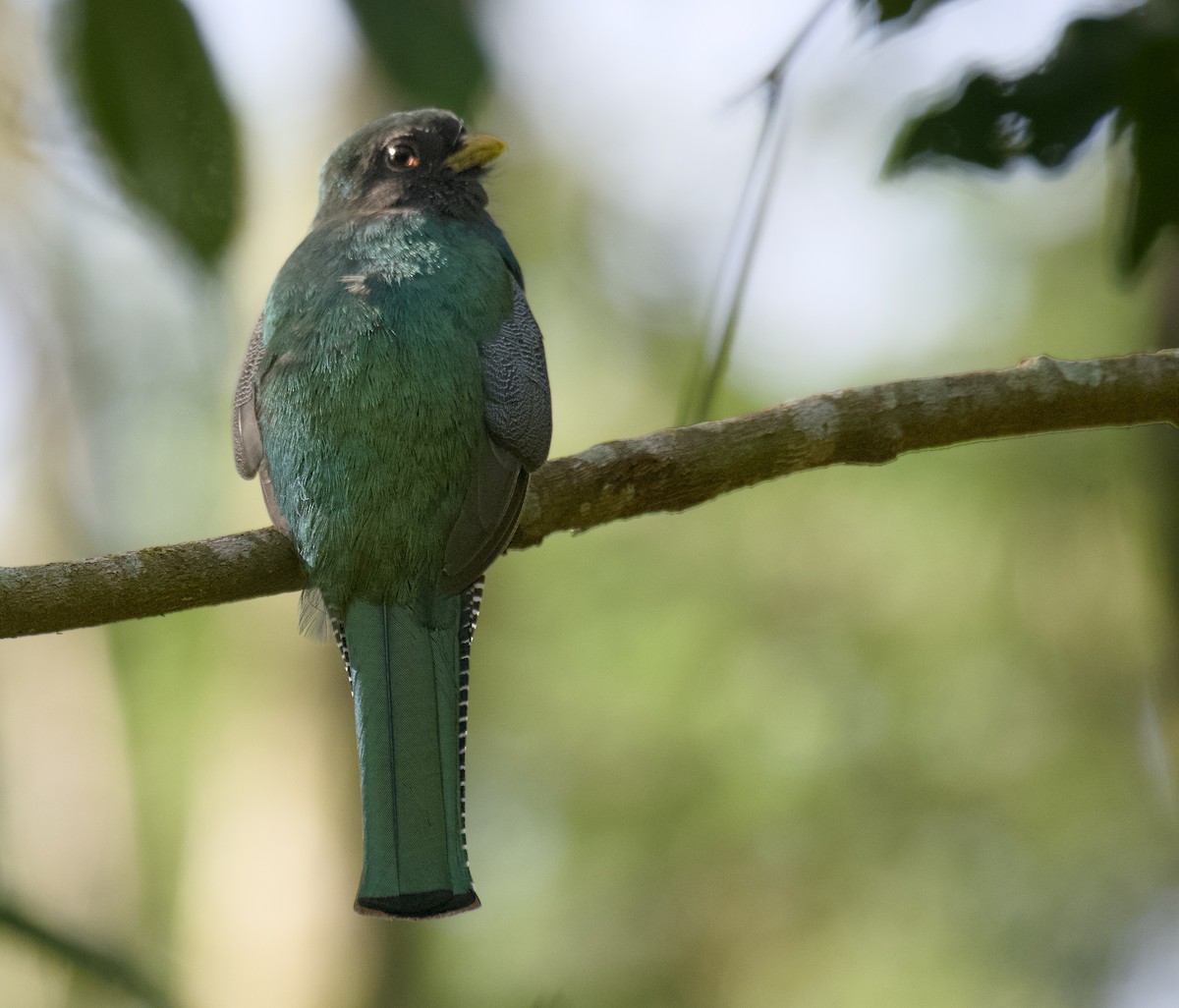 Collared Trogon - ML635220570