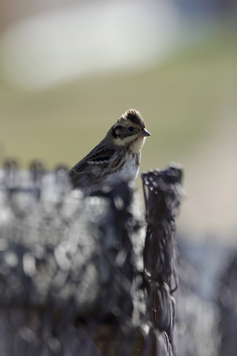 Овсянка-ремез - ML635220577