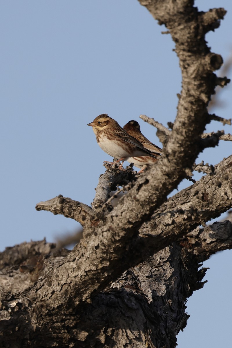 Овсянка-ремез - ML635220578