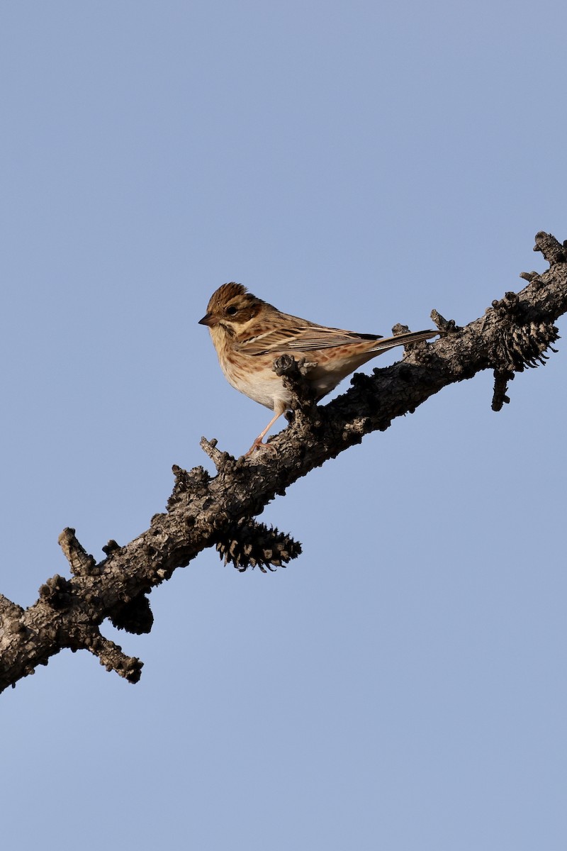 Овсянка-ремез - ML635220579