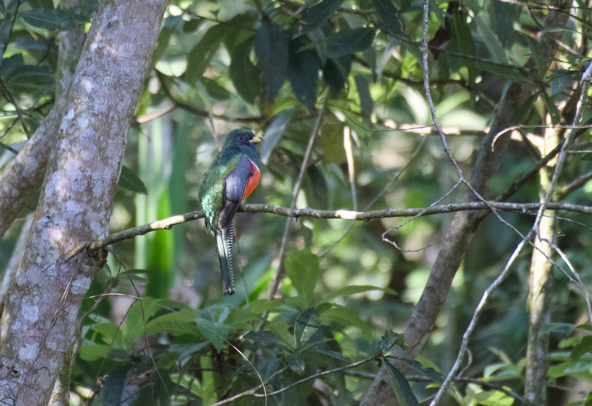 Collared Trogon - ML635220585