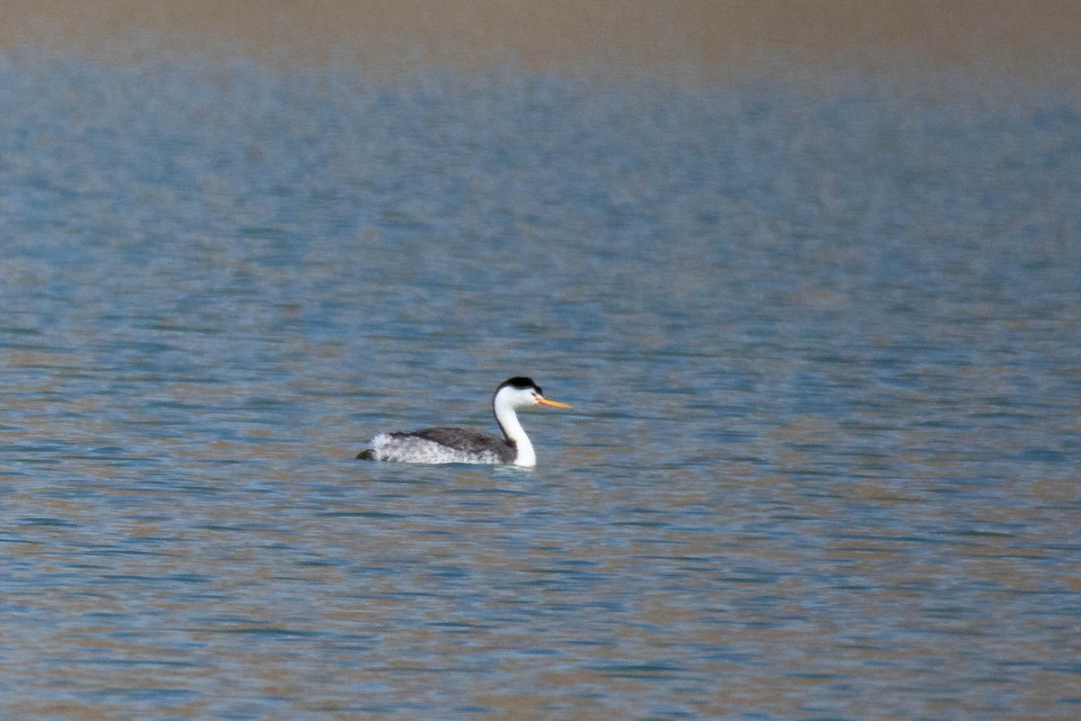 Clark's Grebe - ML635220606